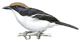 Gabela Bushshrike Illustration