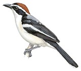 Red-naped Bushshrike Illustration