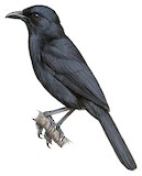 Black Boubou Illustration