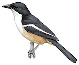 Southern Boubou Illustration