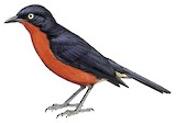 Black-headed Gonolek Illustration