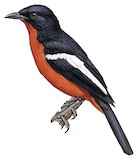 Crimson-breasted Shrike Illustration