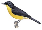 Yellow-breasted Boubou Illustration