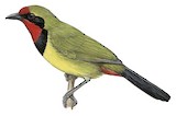 Doherty's Bushshrike Illustration