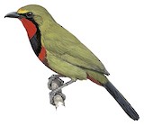 Gorgeous Bushshrike Illustration