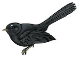 Black Fantail Illustration