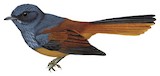 Tablas Fantail Illustration