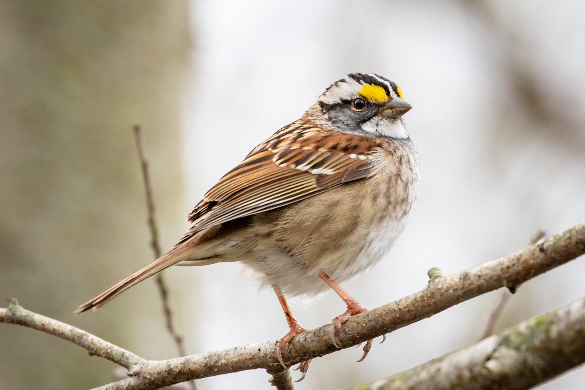 White-throated Sparrow - ML153078841