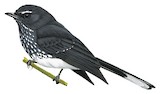 Spotted Fantail Illustration