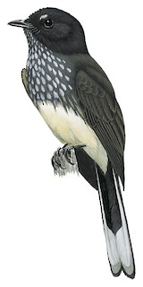 Rhipidura rufiventris tenkatei