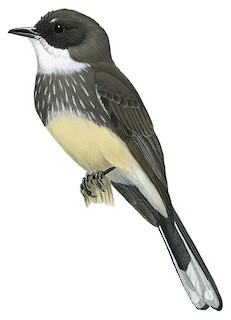 Rhipidura rufiventris hoedti