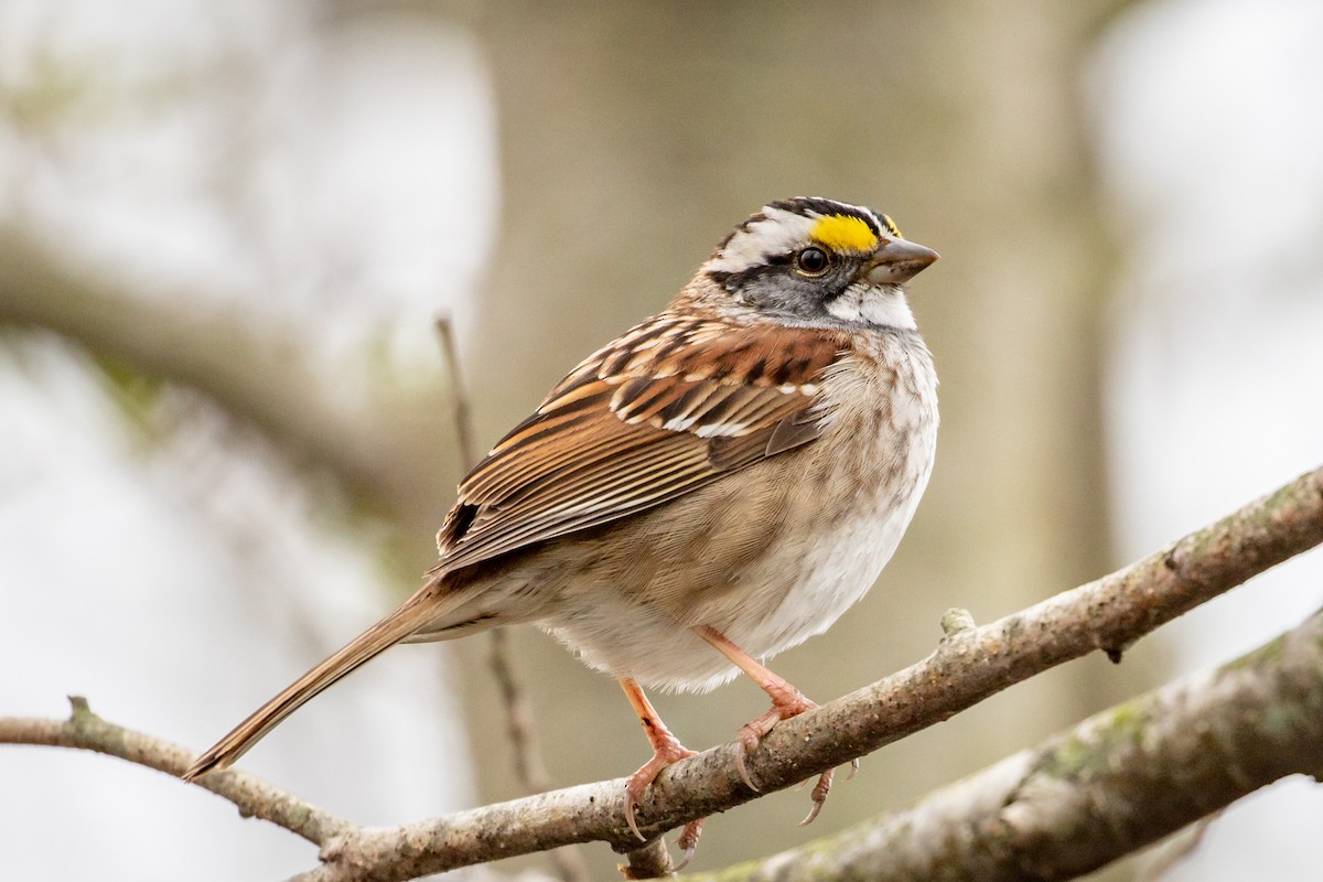 White-throated Sparrow - ML153079011