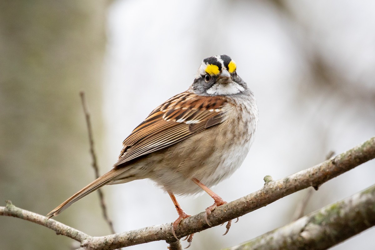 White-throated Sparrow - Michael Warner