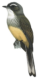 Rhipidura rufiventris assimilis