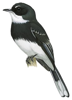 Rhipidura rufiventris kordensis