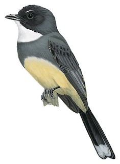 Rhipidura rufiventris gularis