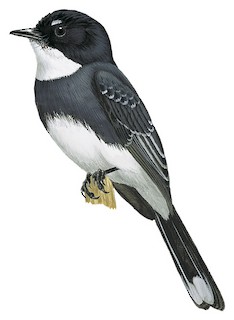 Rhipidura rufiventris niveiventris