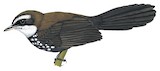 Sooty Thicket Fantail Illustration