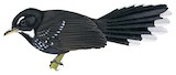 Black Thicket Fantail Illustration