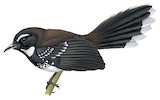 White-bellied Thicket Fantail Illustration