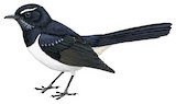 Willie Wagtail Illustration