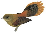 Dimorphic Fantail Illustration