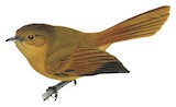 Malaita Fantail Illustration