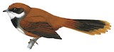 Palau Fantail Illustration