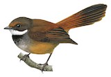 Taliabu Fantail Illustration