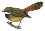 Sulawesi Fantail Illustration