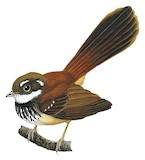 Streak-breasted Fantail Illustration