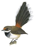 Arafura Fantail Illustration