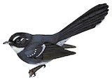 Friendly Fantail Illustration