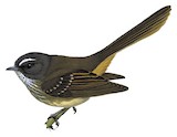 Brown Fantail Illustration