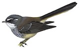 Streaked Fantail Illustration