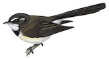 Kadavu Fantail Illustration