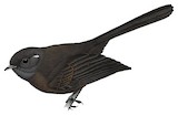 New Zealand Fantail Illustration