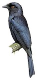 Shining Drongo Illustration