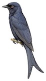 Fork-tailed Drongo Illustration