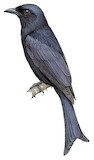 Velvet-mantled Drongo Illustration