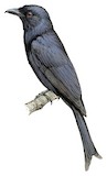 Grande Comore Drongo Illustration