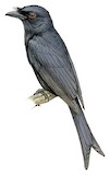 Aldabra Drongo Illustration