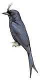 Crested Drongo Illustration