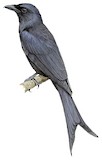 Mayotte Drongo Illustration