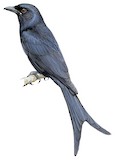 Black Drongo Illustration