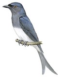 White-bellied Drongo Illustration