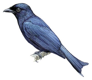 Balicassiao - Dicrurus balicassius - Birds of the World