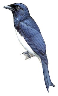 Balicassiao - Dicrurus balicassius - Birds of the World