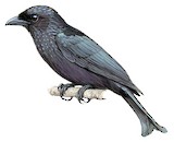 Palawan Drongo Illustration