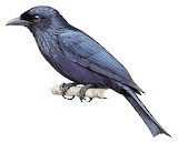 Short-tailed Drongo Illustration